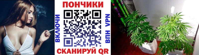 где продают   Новый Оскол  Марихуана конопля 